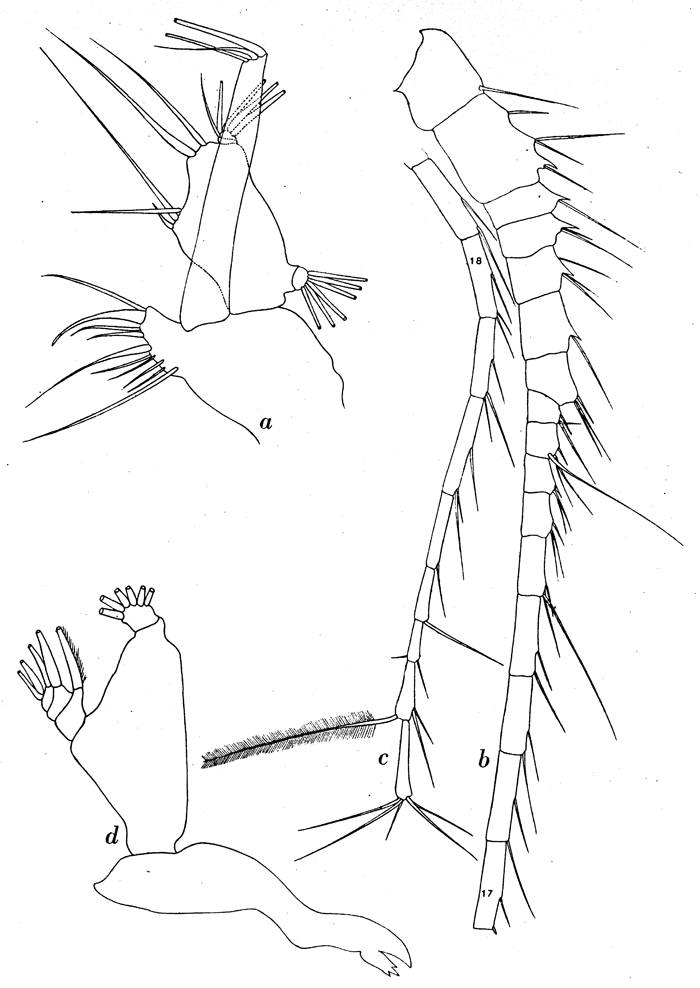 Espce Candacia maxima - Planche 3 de figures morphologiques