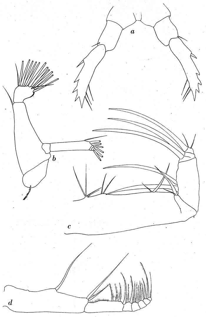 Espce Candacia maxima - Planche 4 de figures morphologiques