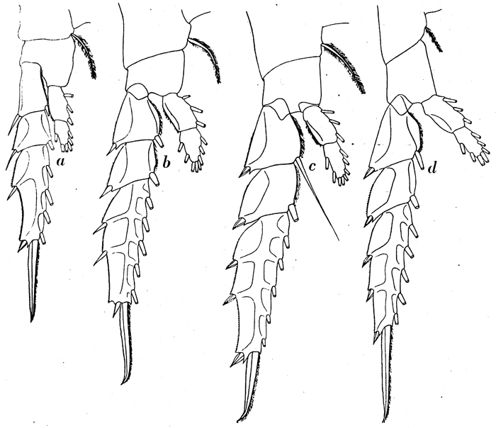 Species Candacia maxima - Plate 5 of morphological figures