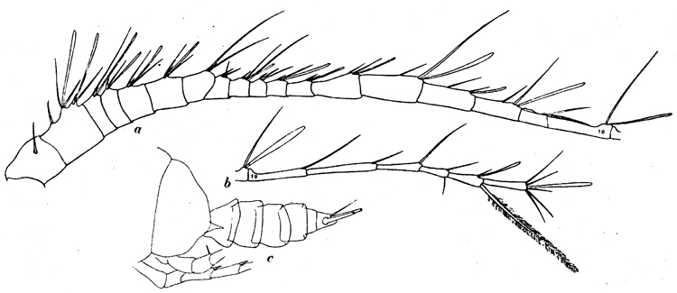 Espce Candacia maxima - Planche 7 de figures morphologiques