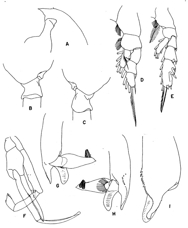 Species Paraeuchaeta tumidula - Plate 3 of morphological figures