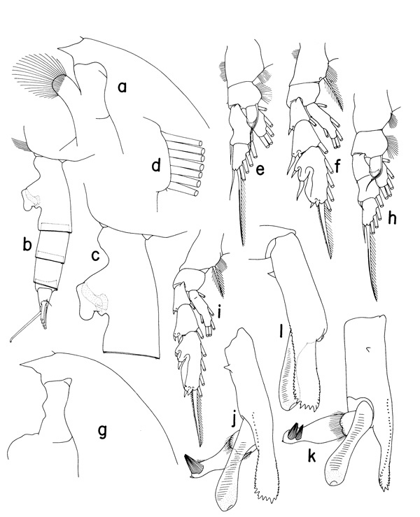 Espce Paraeuchaeta eminens - Planche 2 de figures morphologiques