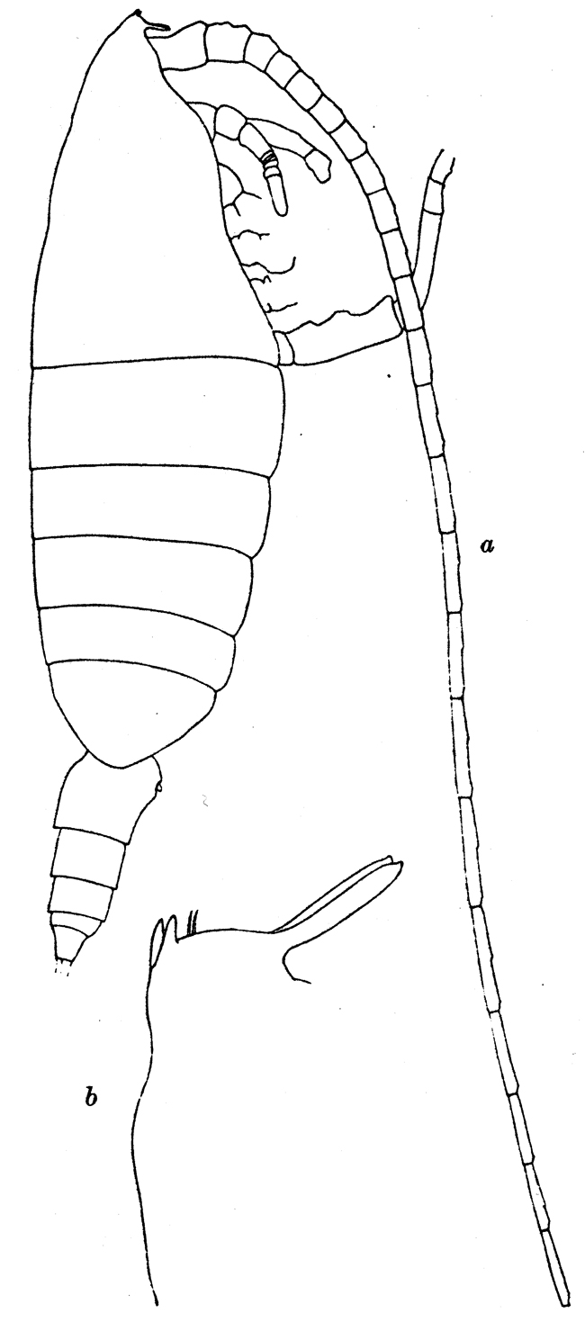 Species Bathycalanus bradyi - Plate 4 of morphological figures
