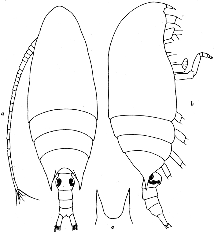 Espce Aetideus armatus - Planche 7 de figures morphologiques