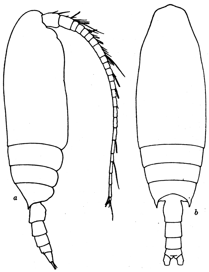 Espèce Chiridius polaris - Planche 12 de figures morphologiques