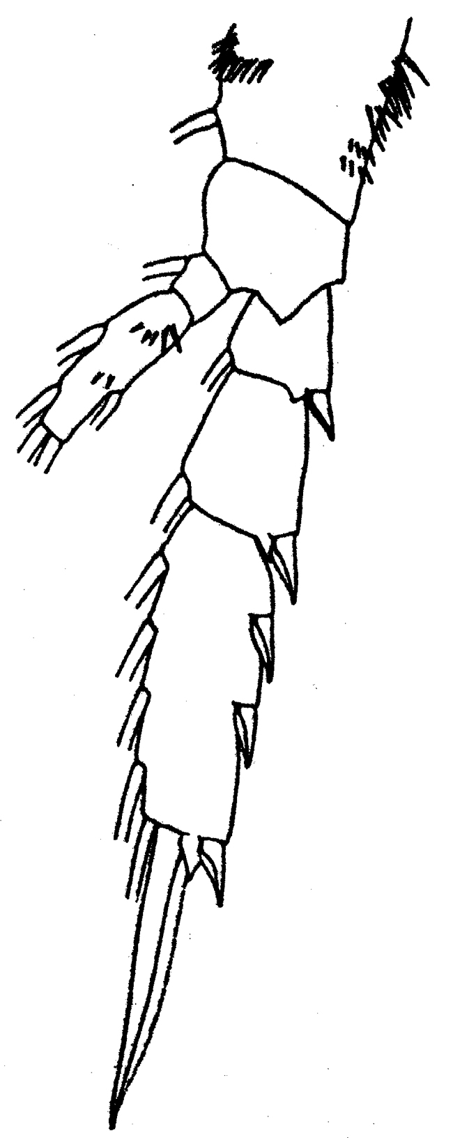 Espce Monacilla gracilis - Planche 3 de figures morphologiques