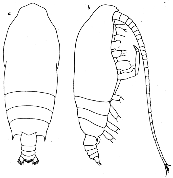 Species Gaetanus robustus - Plate 5 of morphological figures