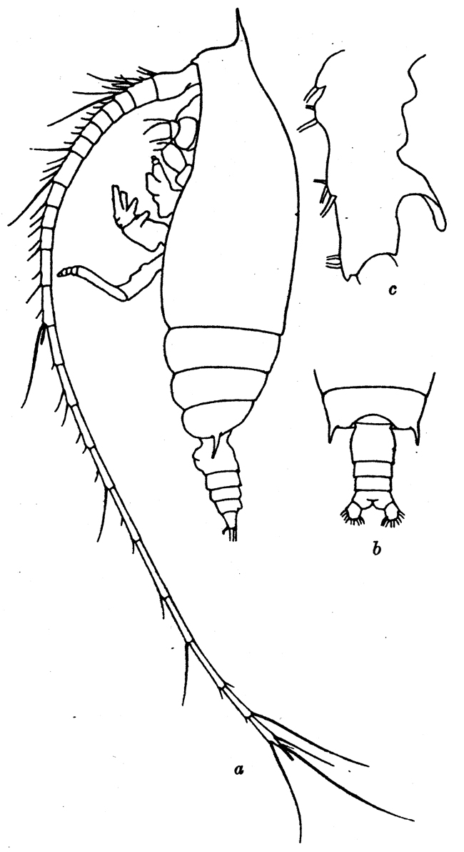 Espèce Gaetanus pileatus - Planche 14 de figures morphologiques