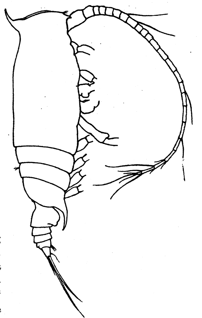 Species Gaetanus latifrons - Plate 7 of morphological figures
