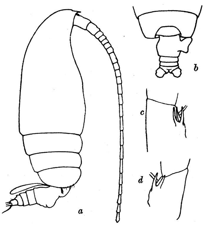 Espce Euchirella similis - Planche 5 de figures morphologiques