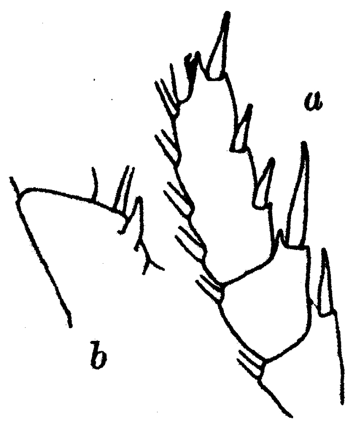 Espce Euchirella maxima - Planche 9 de figures morphologiques