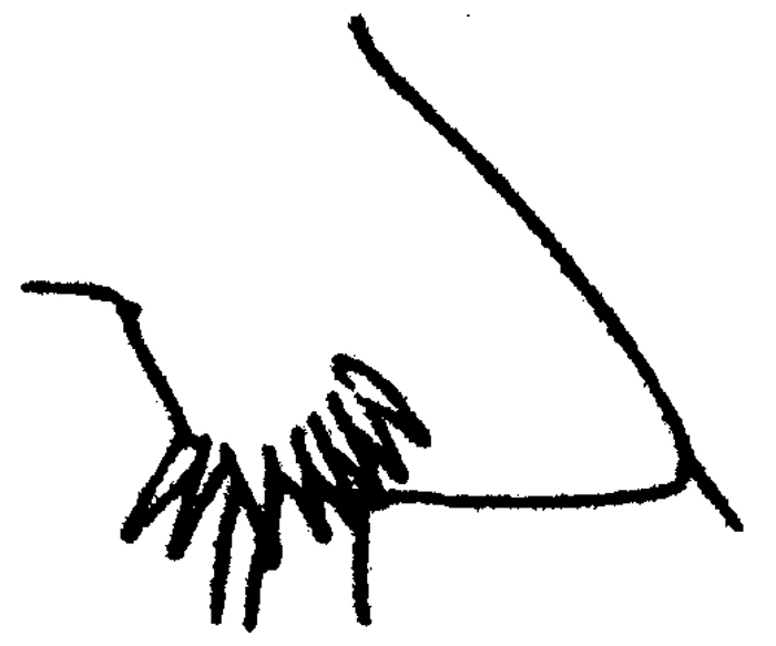 Espce Pseudochirella spectabilis - Planche 8 de figures morphologiques