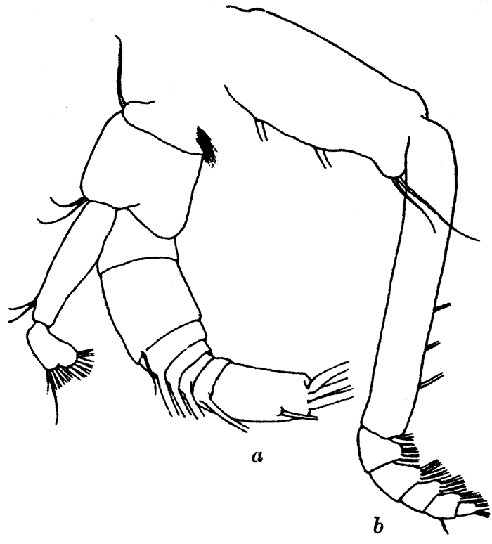 Espce Chirundinella magna - Planche 7 de figures morphologiques