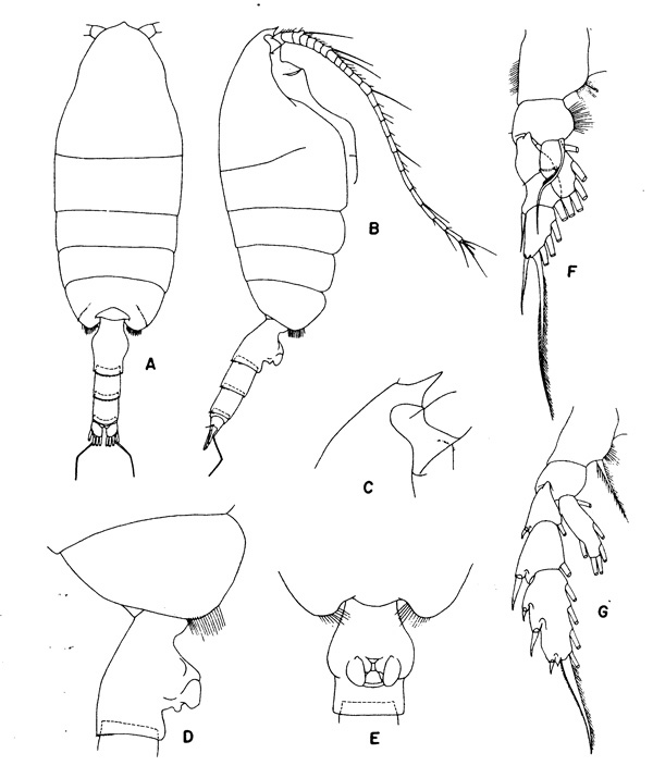 Espce Paraeuchaeta rasa - Planche 4 de figures morphologiques