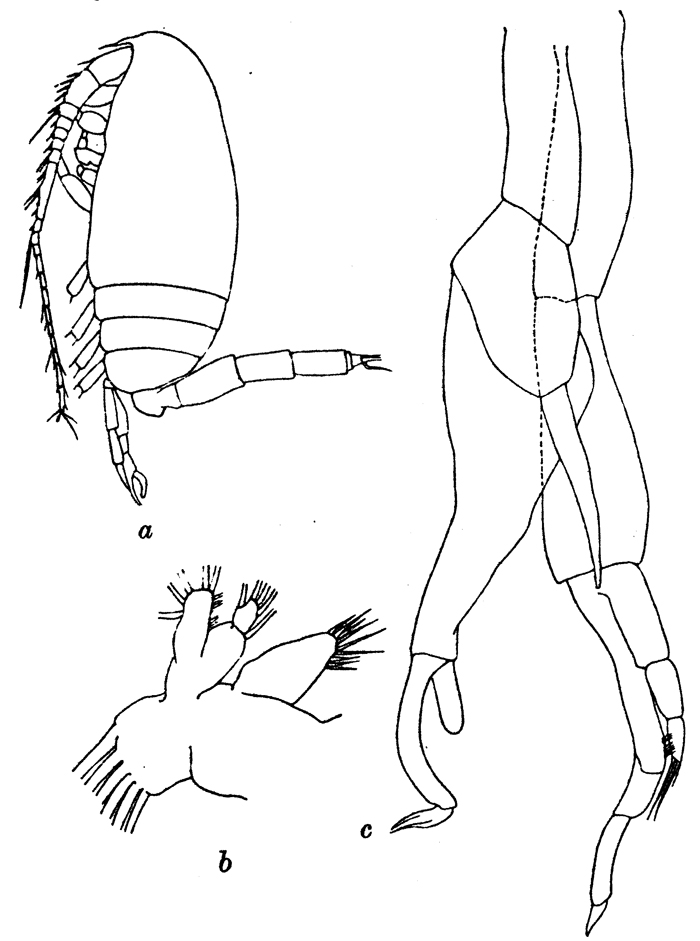 Espèce Scaphocalanus brevicornis - Planche 3 de figures morphologiques