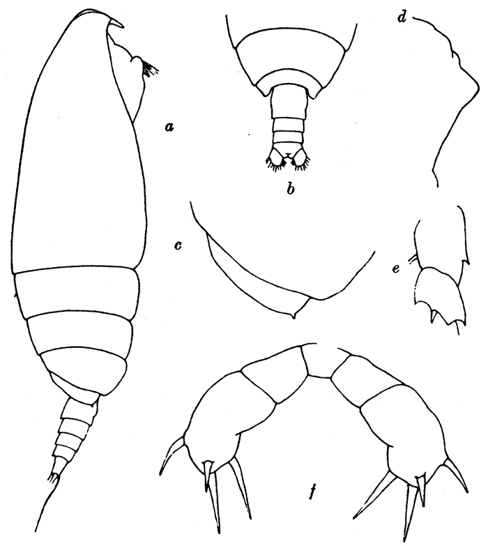 Species Lophothrix latipes - Plate 6 of morphological figures