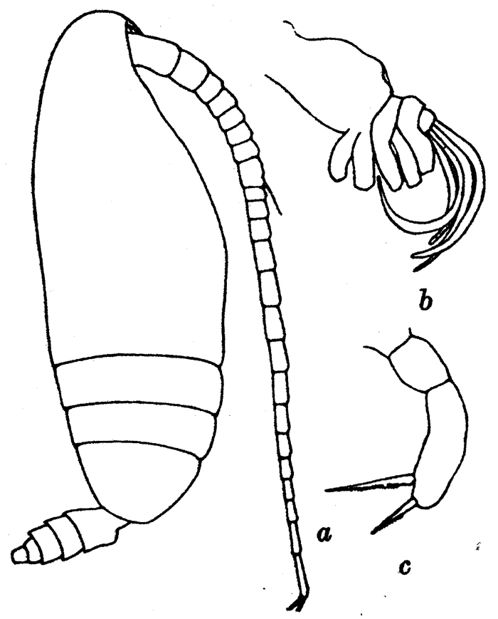 Species Scolecithrix aequalis - Plate 1 of morphological figures