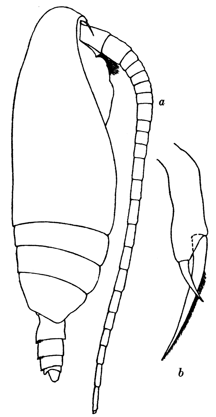 Species Scolecithrix magnus - Plate 1 of morphological figures