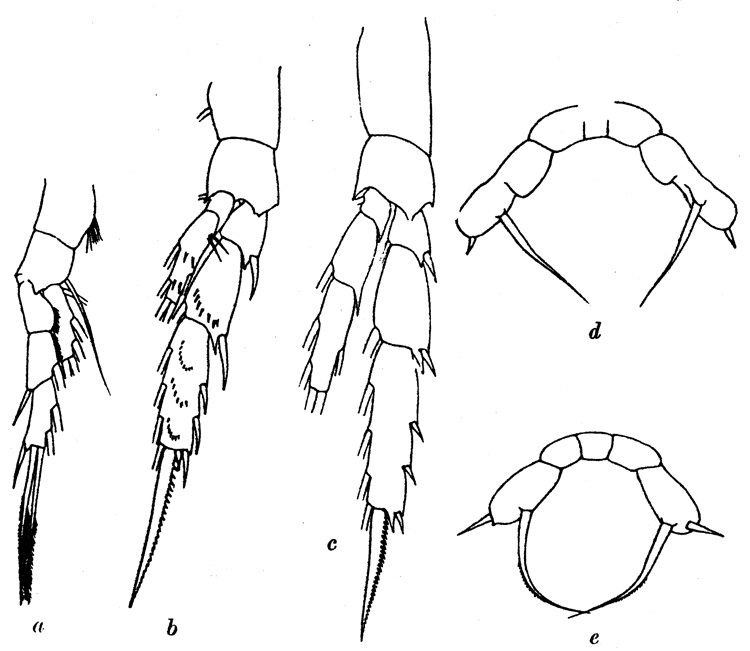 Espce Racovitzanus antarcticus - Planche 9 de figures morphologiques