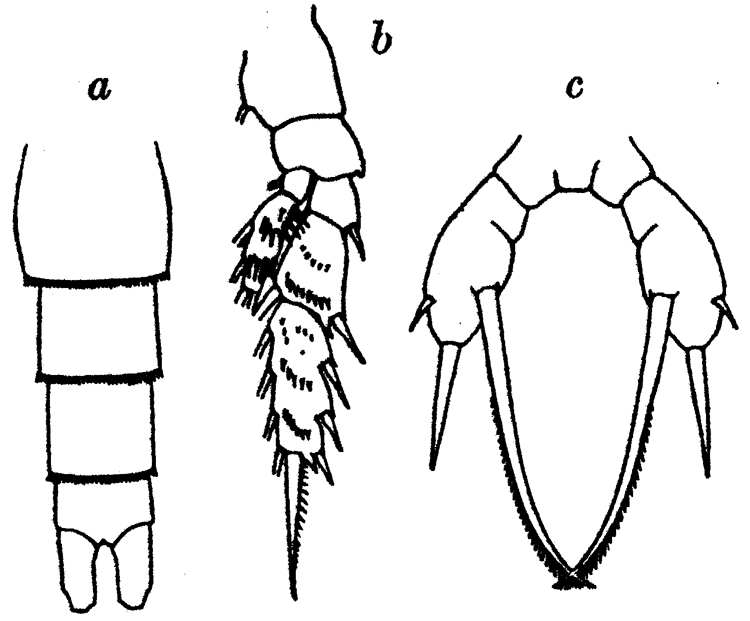 Espèce Scaphocalanus subbrevicornis - Planche 4 de figures morphologiques