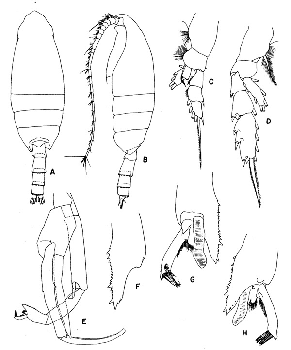 Species Paraeuchaeta rasa - Plate 5 of morphological figures