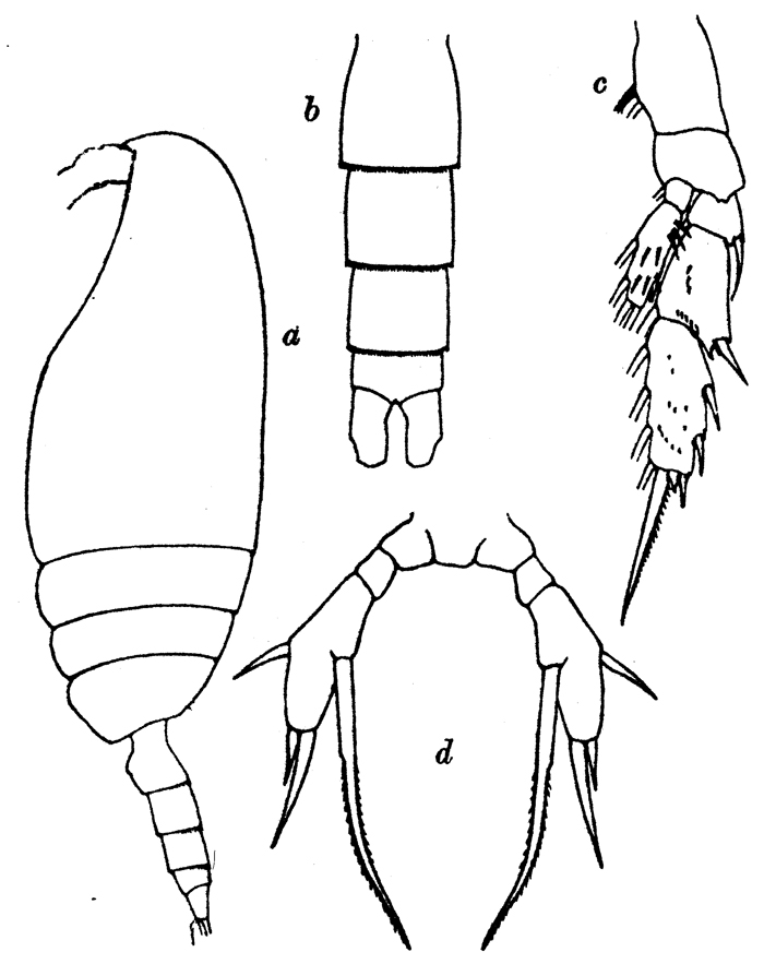 Species Scaphocalanus farrani - Plate 11 of morphological figures