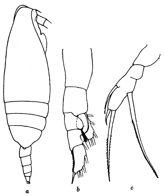 Species Scaphocalanus affinis - Plate 7 of morphological figures