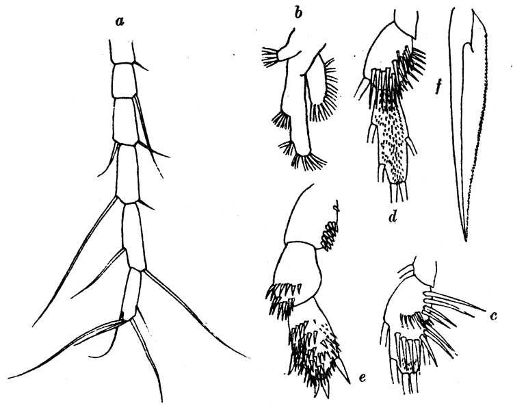 Species Xanthocalanus tenuiserratus - Plate 1 of morphological figures