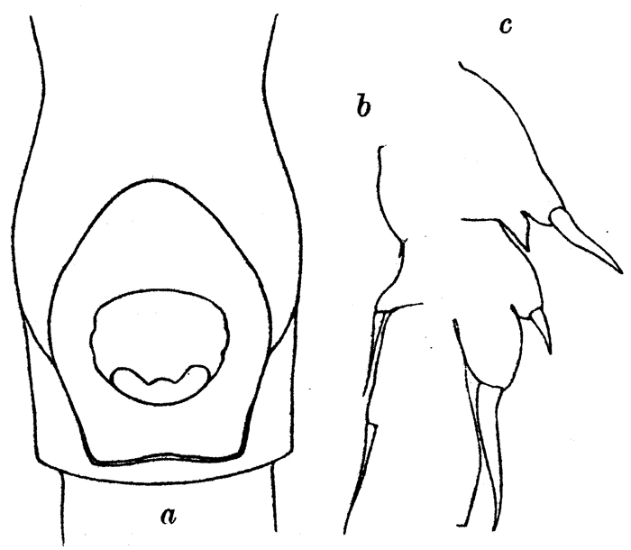 Espce Paraeuchaeta gracilis - Planche 3 de figures morphologiques