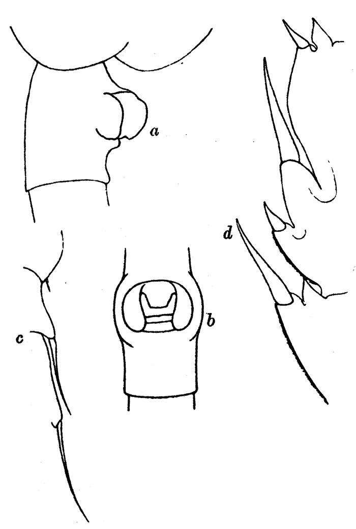 Espce Paraeuchaeta robusta - Planche 2 de figures morphologiques