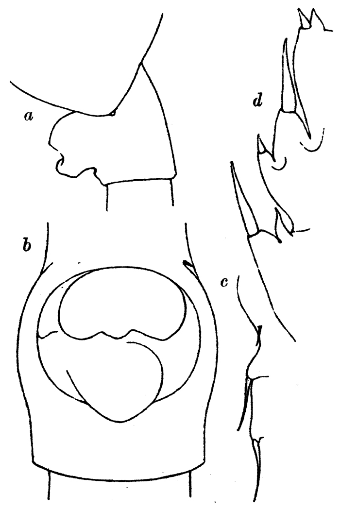 Espce Paraeuchaeta exigua - Planche 6 de figures morphologiques