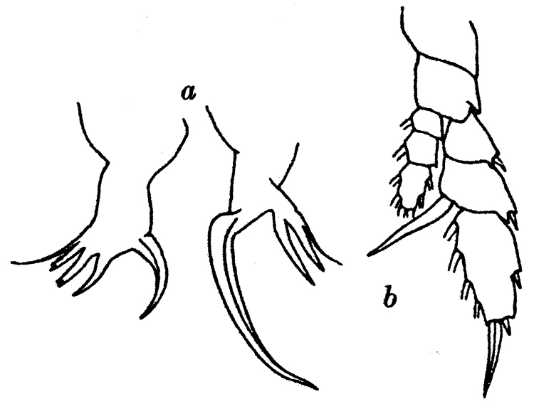 Espce Heterorhabdus austrinus - Planche 10 de figures morphologiques