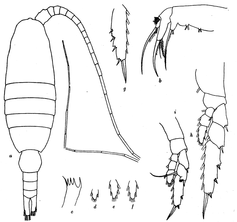 Species Heterostylites major - Plate 10 of morphological figures