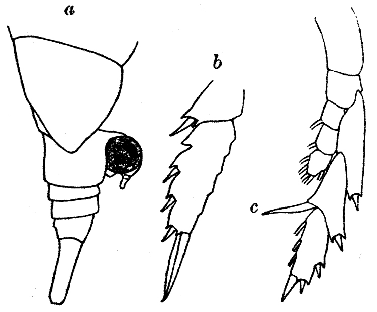 Species Lucicutia gaussae - Plate 6 of morphological figures