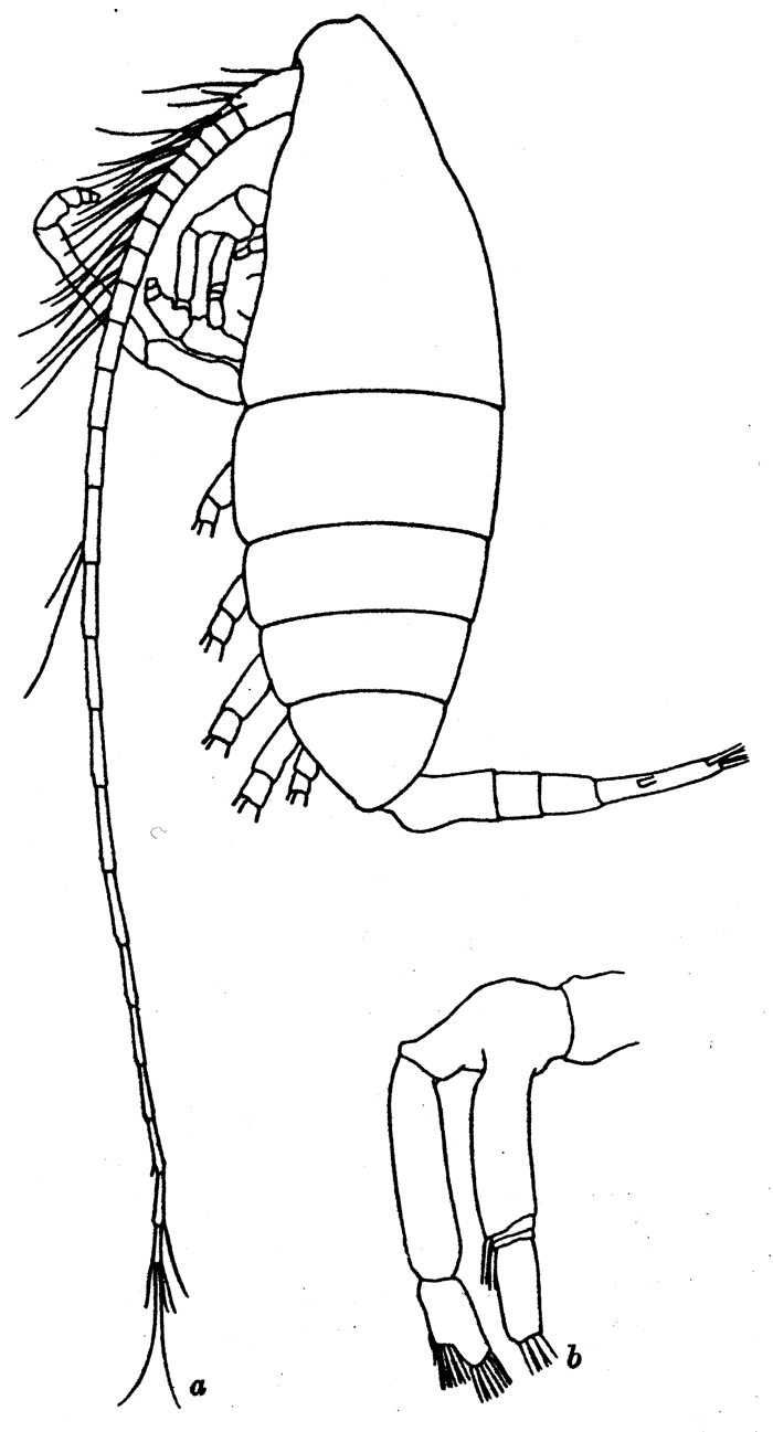 Species Augaptilus cornutus - Plate 2 of morphological figures