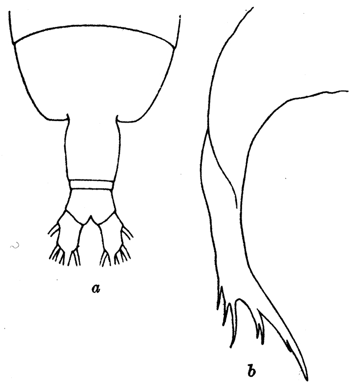 Espèce Euaugaptilus placitus - Planche 5 de figures morphologiques