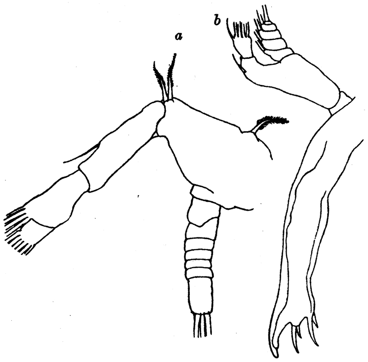 Species Euaugaptilus magnus - Plate 8 of morphological figures
