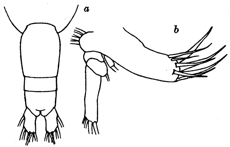 Espce Euaugaptilus facilis - Planche 7 de figures morphologiques