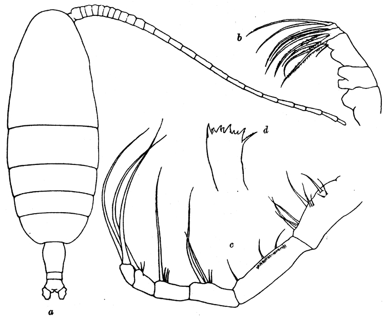Espèce Euaugaptilus nodifrons - Planche 14 de figures morphologiques