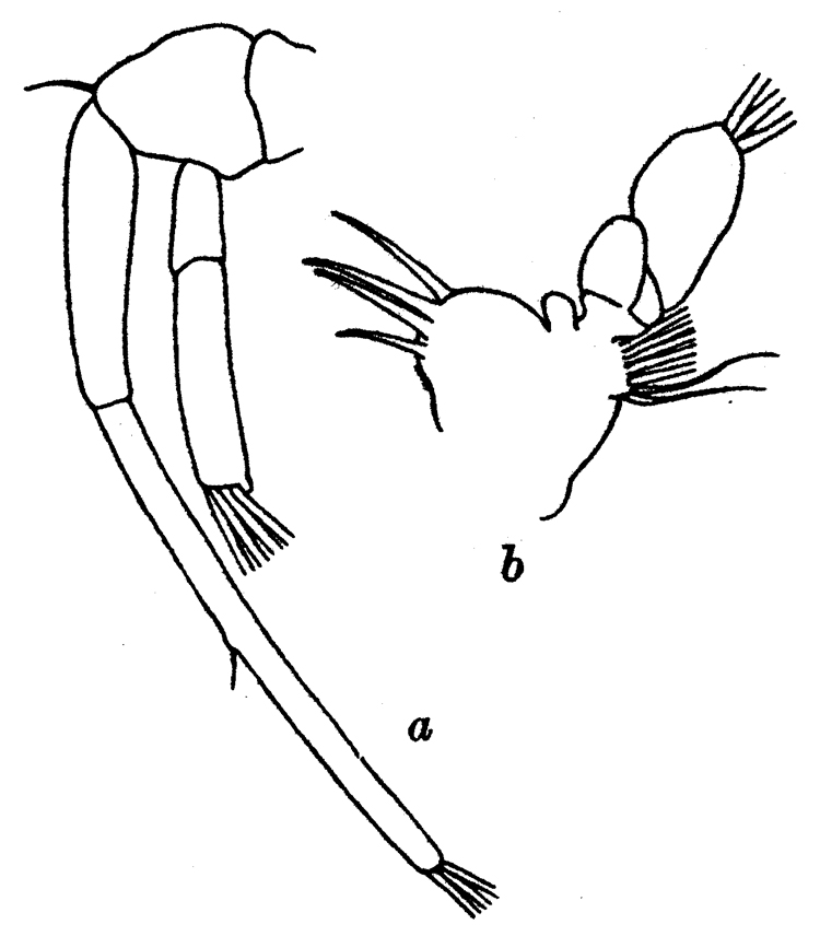 Species Paraugaptilus meridionalis - Plate 2 of morphological figures