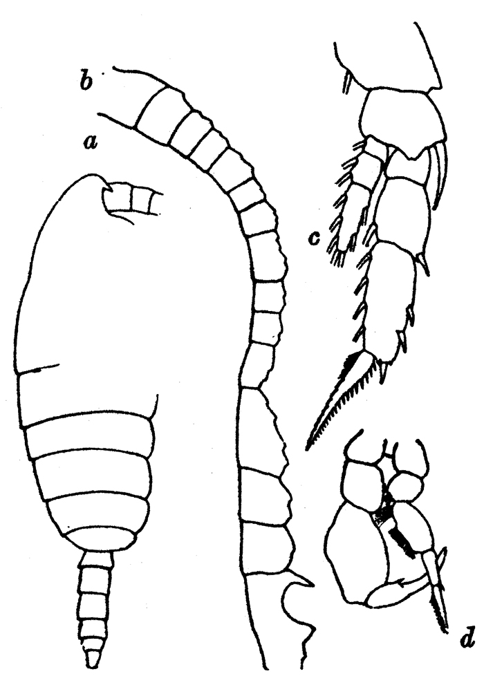 Espce Temorites brevis - Planche 8 de figures morphologiques