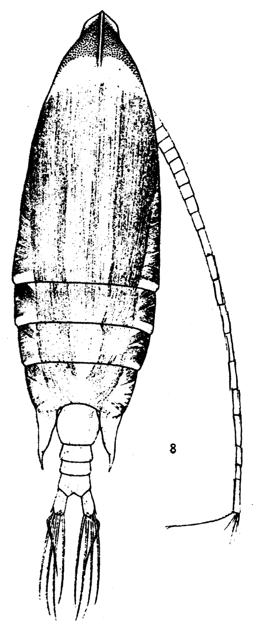 Species Aetideus giesbrechti - Plate 12 of morphological figures