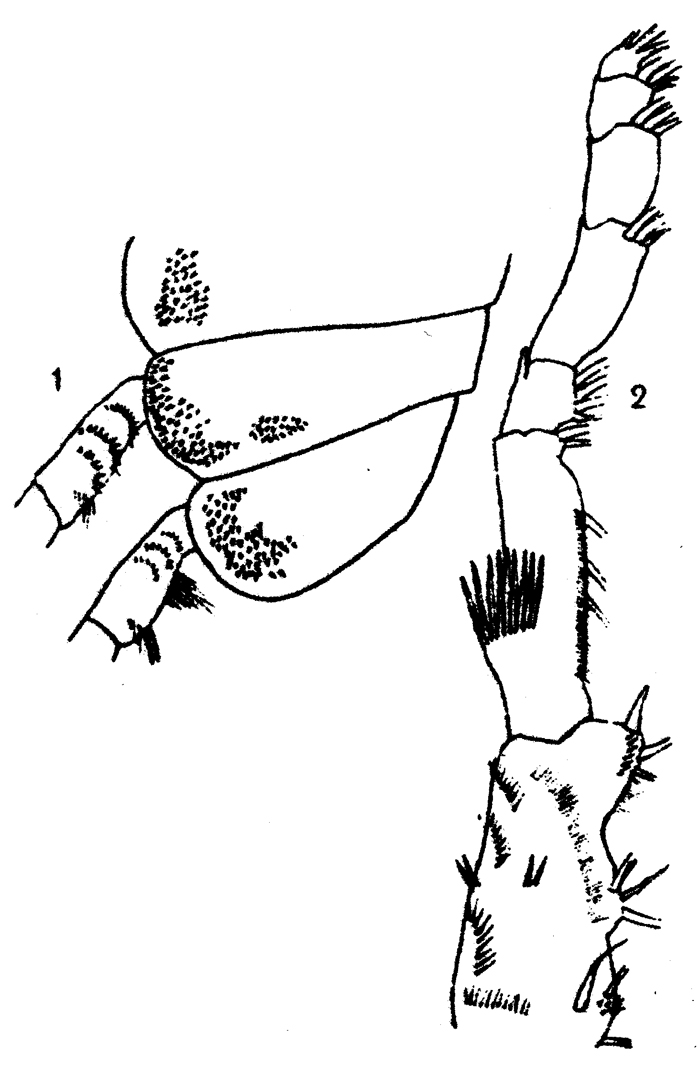 Species Spinocalanus horridus - Plate 8 of morphological figures