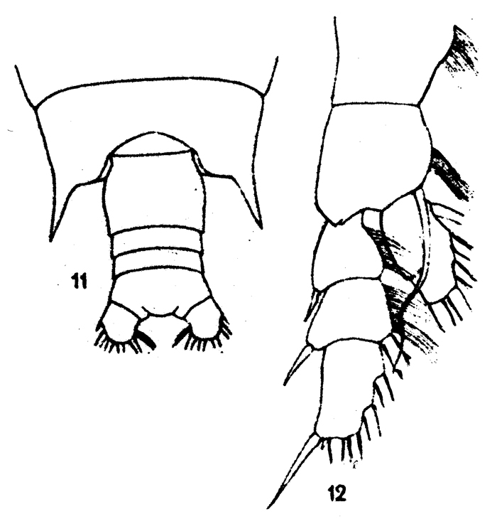 Species Gaetanus antarcticus - Plate 10 of morphological figures