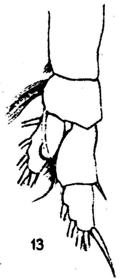 Espèce Gaetanus pileatus - Planche 16 de figures morphologiques
