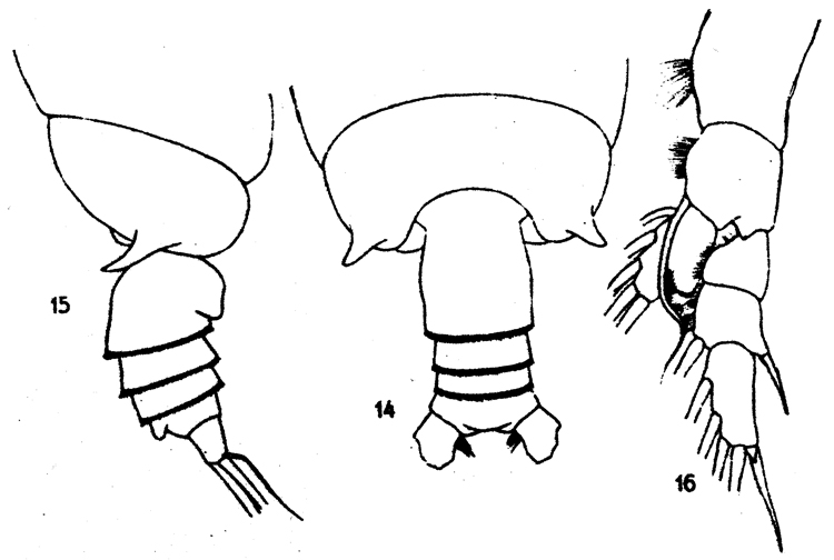 Espce Gaetanus brevicornis - Planche 8 de figures morphologiques