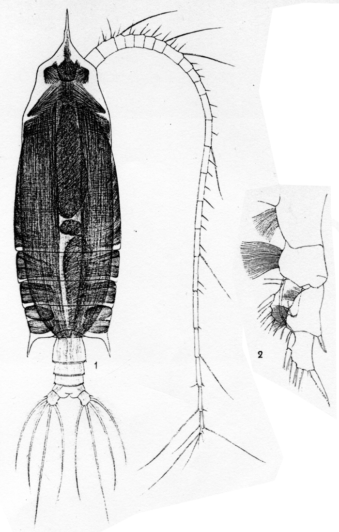 Espèce Gaetanus pileatus - Planche 17 de figures morphologiques