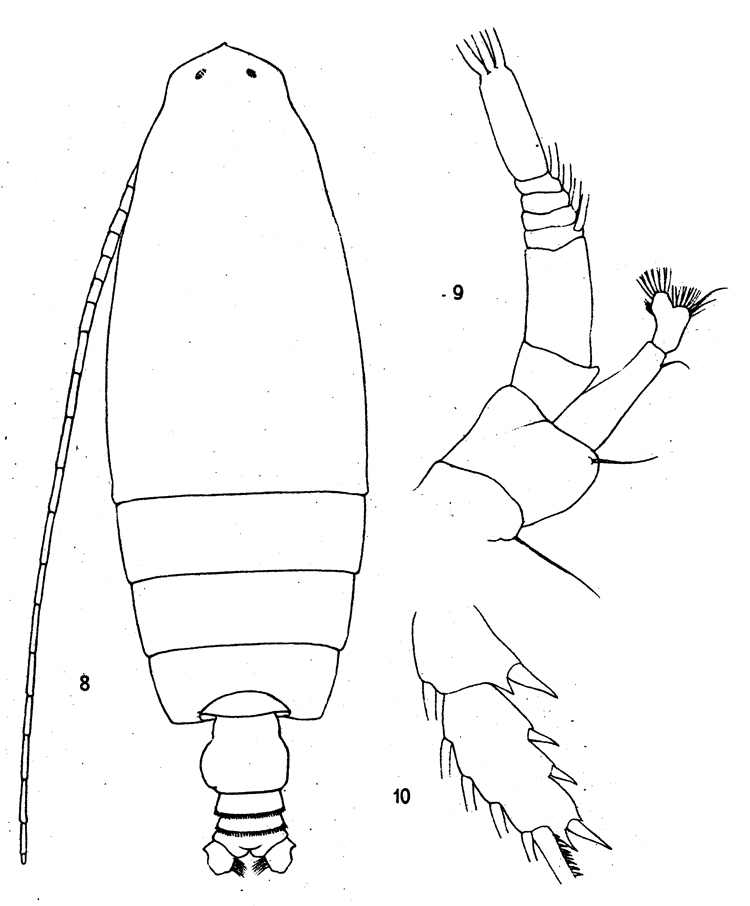 Espce Euchirella truncata - Planche 9 de figures morphologiques