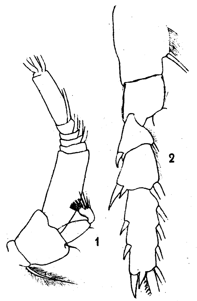 Espce Euchirella similis - Planche 6 de figures morphologiques