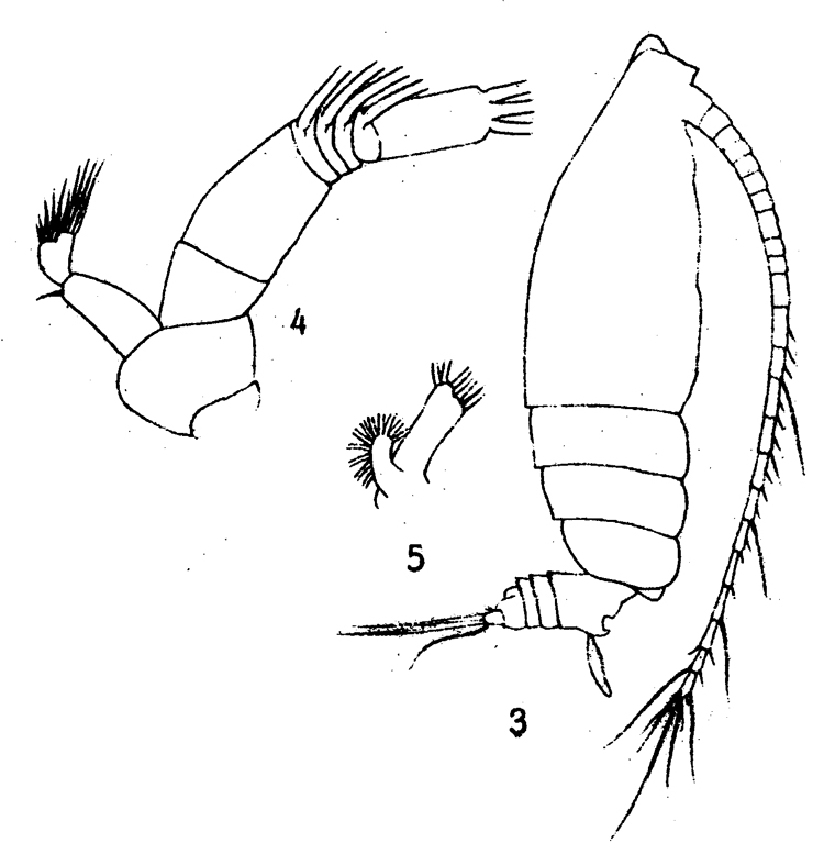 Espce Euchirella maxima - Planche 10 de figures morphologiques